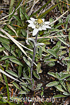 Edelweiss (Leontopodium alpinum) (F190641)