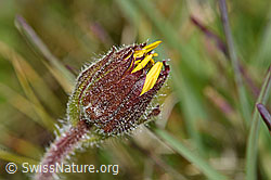F190661: Arnika (Arnica montana)