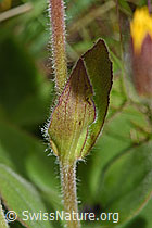 F190665: Arnika (Arnica montana)