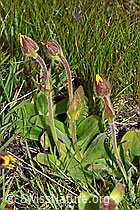 F190666: Arnika (Arnica montana)