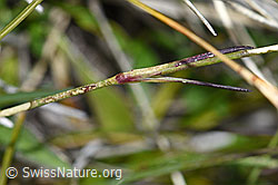F190679: Stein-Nelke (Dianthus sylvestris)