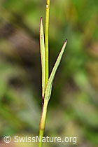 Foto: Gewöhnliche Kartäuser-Nelke (Dianthus carthusianorum)