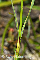 Foto: Gewöhnliche Kartäuser-Nelke (Dianthus carthusianorum)