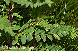 F190691: Alpenlinse (Astragalus penduliflorus)