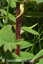 F190692: Alpenlinse (Astragalus penduliflorus)
