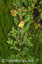 F190693: Alpenlinse (Astragalus penduliflorus)