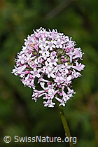 F190696: Verschiedenblättriger Baldrian (Valeriana versifolia)