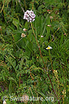 F190700: Verschiedenblättriger Baldrian (Valeriana versifolia)