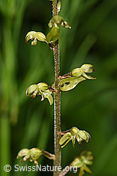 F190708: Grosses Zweiblatt (Listera ovata)