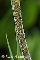 F190709: Grosses Zweiblatt (Listera ovata)