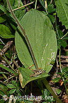 F190710: Grosses Zweiblatt (Listera ovata)