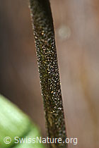 Braunrote Sumpfwurz (Epipactis atrorubens) (F190717)