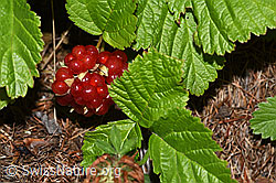 Steinbeere (Rubus saxatilis) (F190726)
