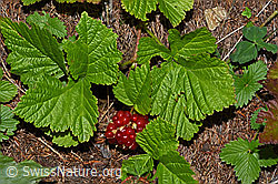 Steinbeere (Rubus saxatilis) (F190729)