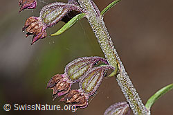 Braunrote Sumpfwurz (Epipactis atrorubens) (F190749)