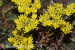 F190757: Felsen-Mauerpfeffer (Sedum rupestre)