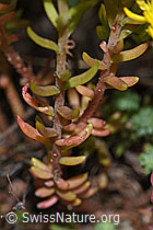 F190758: Felsen-Mauerpfeffer (Sedum rupestre)