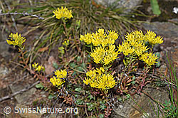 F190761: Felsen-Mauerpfeffer (Sedum rupestre)