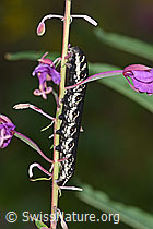 F190762: Nachtkerzenschwärmer (Proserpinus proserpina) an Wald-Weidenröschen (Epilobium angustifolium)