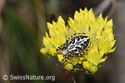 Eichblatt-Radspinne (Aculepeira ceropegia)