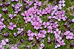 F191523: Kalk-Polsternelke (Silene acaulis)