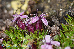 F191525: Kalk-Polsternelke (Silene acaulis)