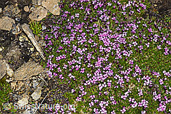 F191527: Kalk-Polsternelke (Silene acaulis)