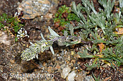 Ährige Edelraute (Artemisia genipi) (08.2021, F191529)