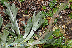 F191530: Ährige Edelraute (Artemisia genipi)