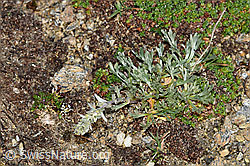 F191532: Ährige Edelraute (Artemisia genipi)