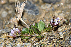 F191539: Bläuliche Gänsekresse (Arabis caerulea)