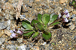 F191540: Bläuliche Gänsekresse (Arabis caerulea)