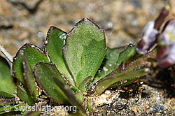 F191541: Bläuliche Gänsekresse (Arabis caerulea)
