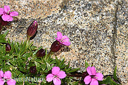 F191548: Kalk-Polsternelke (Silene acaulis)