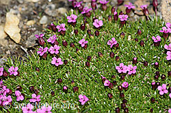 F191551: Kalk-Polsternelke (Silene acaulis)