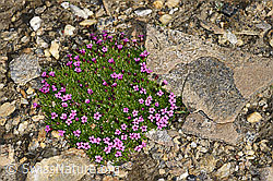 F191553: Kalk-Polsternelke (Silene acaulis)