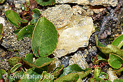 Kraut-Weide (Salix herbacea) (08.2021, F191554)