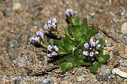 F191566: Bläuliche Gänsekresse (Arabis caerulea)
