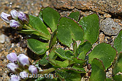 F191567: Bläuliche Gänsekresse (Arabis caerulea)