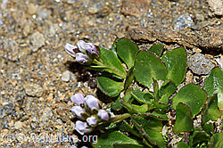 F191568: Bläuliche Gänsekresse (Arabis caerulea)