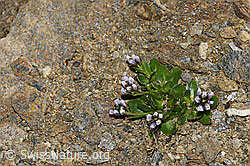 F191571: Bläuliche Gänsekresse (Arabis caerulea)