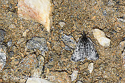 Orenaia lugubralis (Zünsler) (F191578)