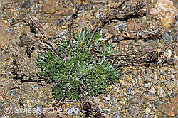 Ährige Edelraute (Artemisia genipi) (08.2021, F191607)