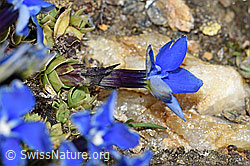 Schleichers Enzian (Gentiana schleicheri) (F191608)