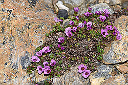 Gegenblättriger Steinbrech (Saxifraga oppositifolia) (F191967)