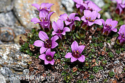 Gegenblättriger Steinbrech (Saxifraga oppositifolia) (F191970)