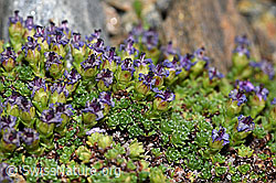 Gegenblättriger Steinbrech (Saxifraga oppositifolia) (F191979)