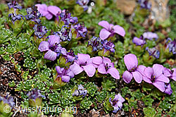 Gegenblättriger Steinbrech (Saxifraga oppositifolia) (F191980)