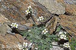 F191987: Filziges Hungerblümchen (Draba tomentosa)
