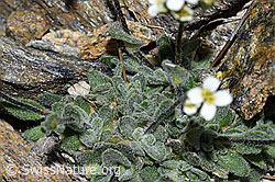 F191988: Filziges Hungerblümchen (Draba tomentosa)